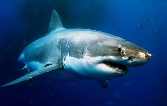 Интересные факты про Акул (Shark)