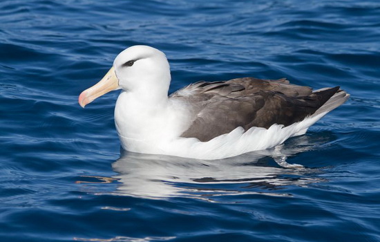 Интересные факты про Альбатроса (Albatross)