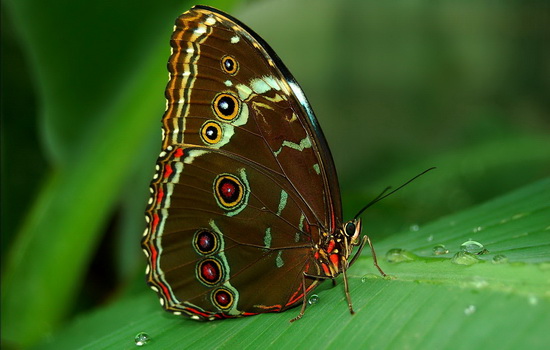 Интересные факты про Бабочку (Butterfly)