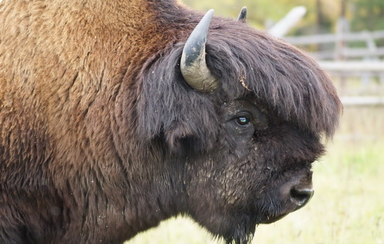 Интересные факты про Бизона (Bison)