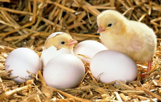 Что было раньше курица или яйцо?