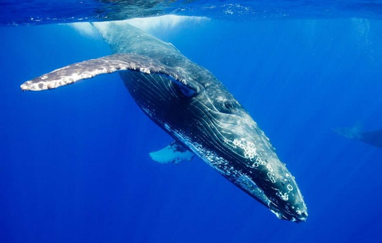 Что способен проглотить голубой кит?