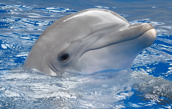 Интересные факты про Дельфинов (Dolphin)