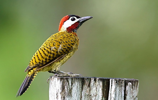 Интересные факты о Дятле (Woodpecker)