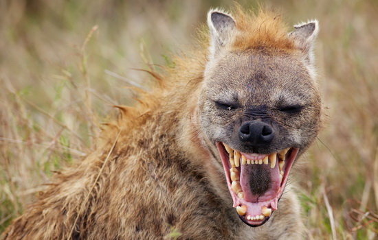 Интересные факты о Гиене (Hyena)