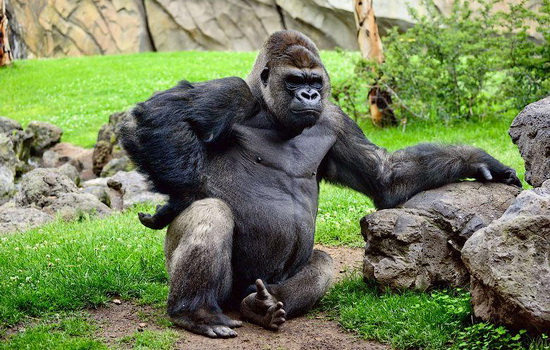 Интересные факты про Горилл (Gorilla)