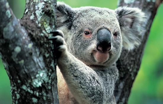 Интересные факты про Коалу (Koala)