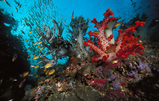 Интересные факты про Коралл (Coral)