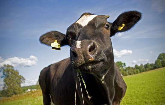 Интересные факты про Корову (Cow)