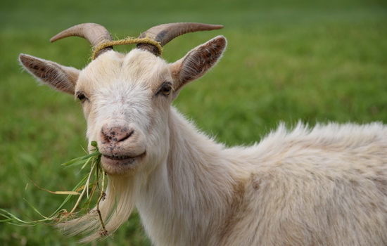 Интересные факты про Козу (Goat)