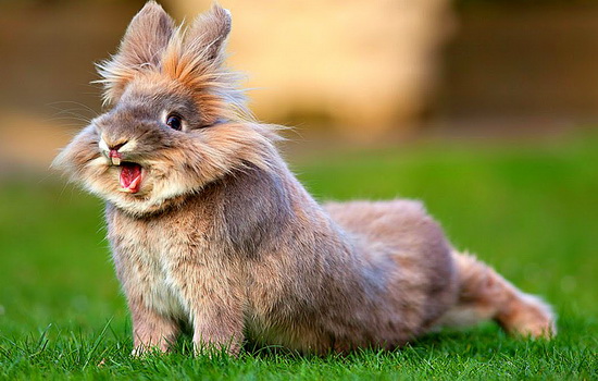 Интересные факты про Кролика (Rabbit)