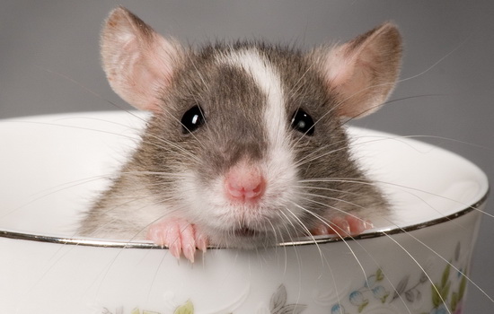 Интересные факты про Крысу (Rat)