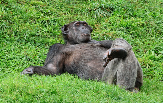 Кто волосатее — человек или шимпанзе ?