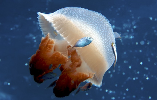 Интересные факты про Кубомедузу (Box Jellyfish)