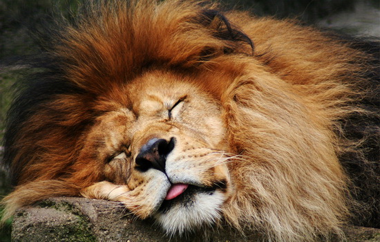 Лев — царь зверей