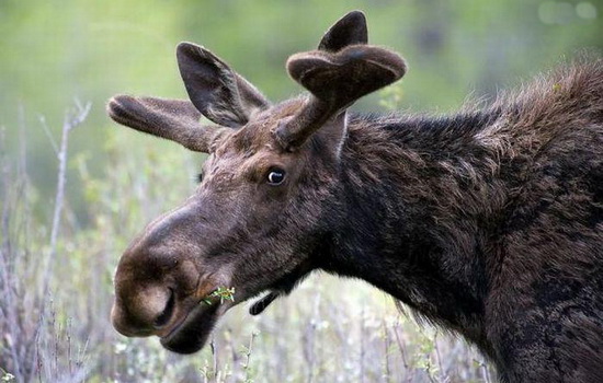 Интересные факты про Лося (Moose)