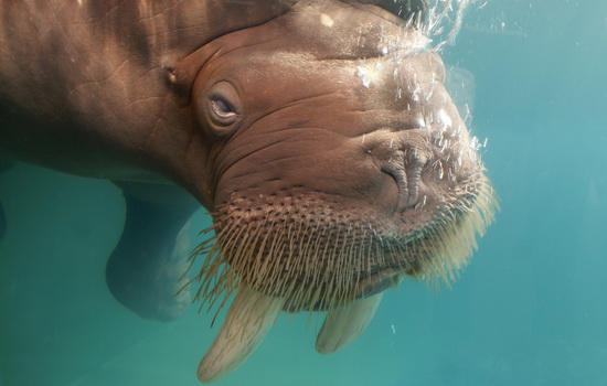Интересные факты про Моржа (Walrus)