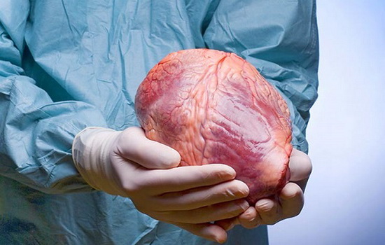 Может ли живой человек быть успешным донором сердца ?