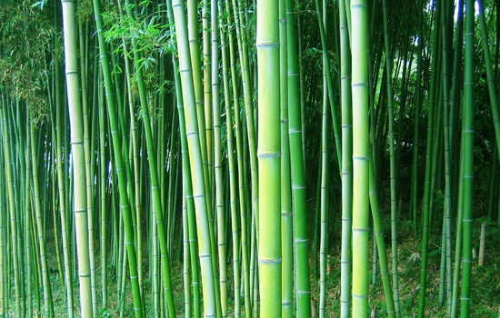 Можете ли вы назвать животное, которое ест только бамбук ?