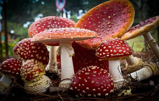 Мухоморы — ядовитые грибы