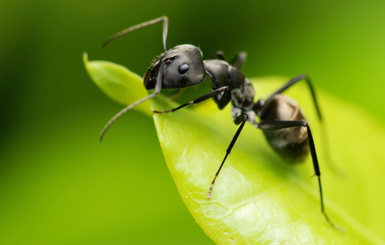 Интересные факты о Муравьях (Ant)