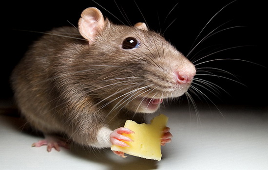 Интересные факты про Мышь (Mouse)