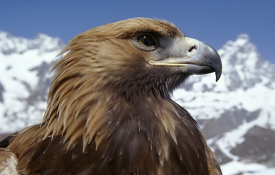 Интересные факты про Орла (Eagle)