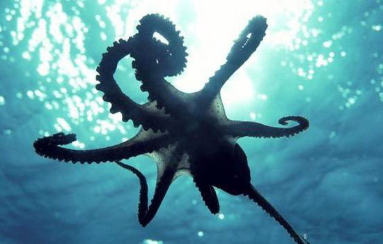 Интересные факты про Осьминогов (Octopus)