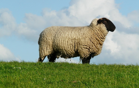 Интересные факты про Овец (Sheep)