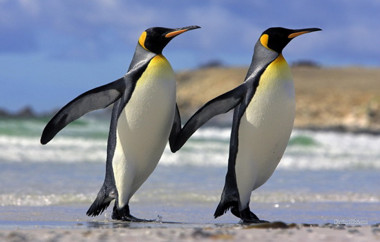 Интересные факты про Пингвина (Penguin)