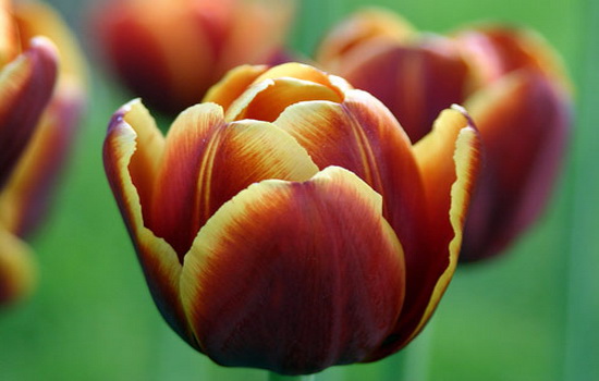 Почему символом Голландии стал цветок тюльпан ?