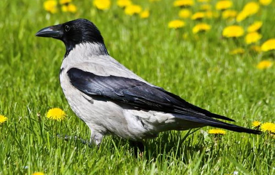 Почему ворона считается вредной птицей ?