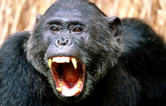 Интересные факты о Шимпанзе (Chimpanzee)