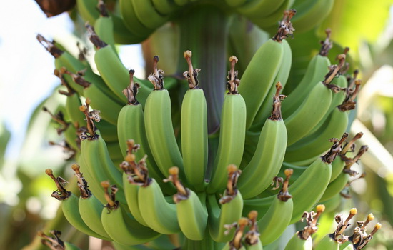 Сколько бананов растет на пальме ?