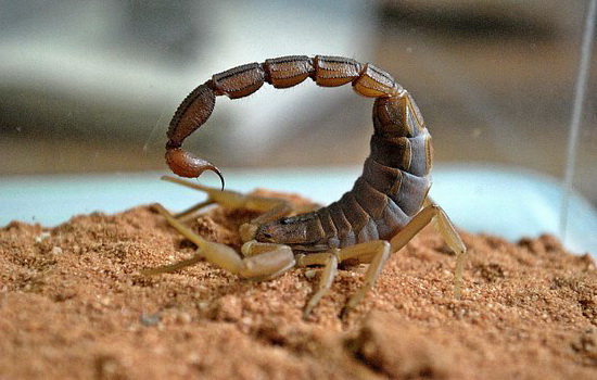 Интересные факты про Скорпиона (Scorpion)