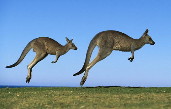 Слово кенгуру – что обозначает на языке аборигенов