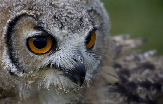 Интересные факты про Сову (Owl)