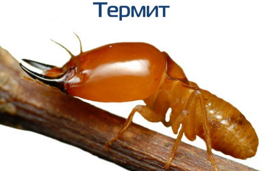 Интересные факты про Термитов (Termite)