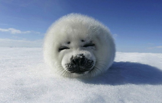 Интересные факты о Тюленях (Seal)