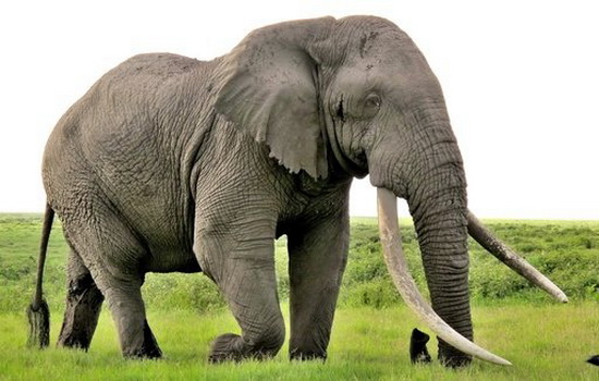 У слона — самая толстая кожа