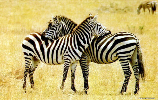 Зебра полосатая, чтобы маскироваться от хищников