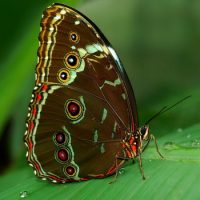 Интересные факты про Бабочку (Butterfly)