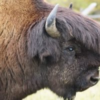 Интересные факты про Бизона (Bison)