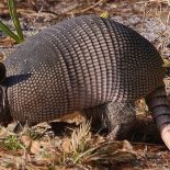 Интересные факты про Броненосеца (Armadillo)