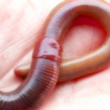 Интересные факты о Червях (Worm)