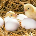 Что было раньше курица или яйцо?