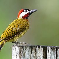 Интересные факты о Дятле (Woodpecker)