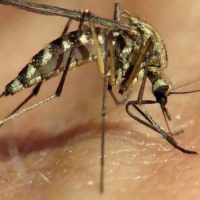 Если комаров истребить, жизнь на земле станет лучше