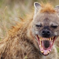 Интересные факты о Гиене (Hyena)