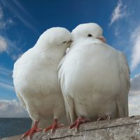 Интересные факты про Голубя (Pigeon)